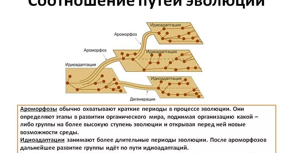 Пути эволюционных изменений. Основные направления эволюции ароморфоз идиоадаптация дегенерация. Главные направления эволюции ароморфоз идиоадаптация дегенерация. Пути развития ароморфоз идиоадаптация. Основные направления эволюции ароморфоз идиоадаптация.