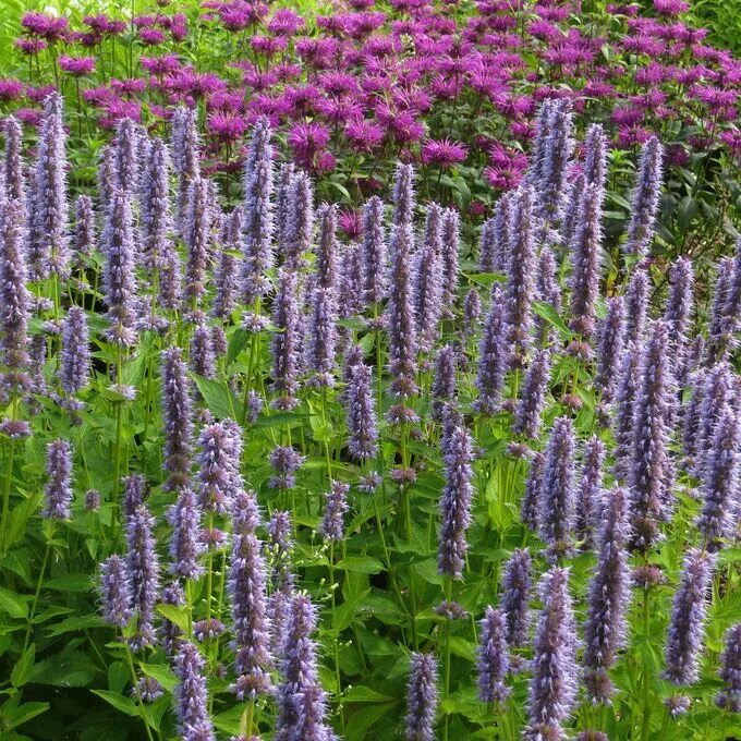 Lofant anisovy (photo) useful properties planting and care A site about a garden