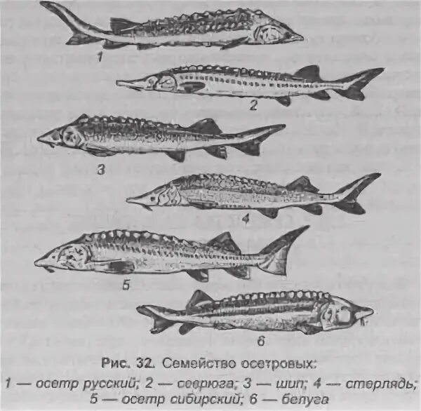 Семейство осетровых какая. Классификация осетровых рыб схема. Костные рыбы осетрообразные. Стерлядь кострюк осетр. Классификация осетровых рыб схема.
