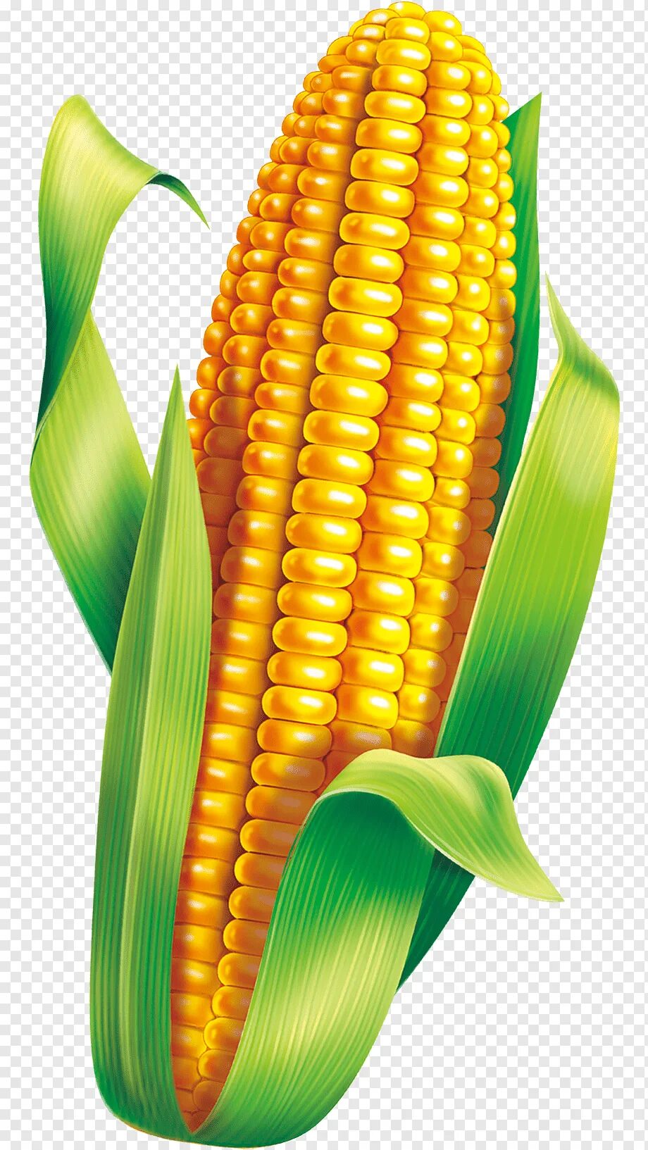 1 початок. Corn кукуруза. Кукурузный початок. Початок кукурузы вектор. Кукуруза это овощ.