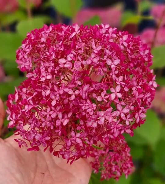 Гортензия древовидная Pink Annabelle-2 (Hydrangea arborescens Pink Annabelle-2)