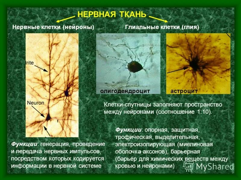 Нервная ткань состоит из собственно нервных. Клетки глии нервной ткани. Нейроны и глиальные клетки. Функции нейронов в нервной ткани.