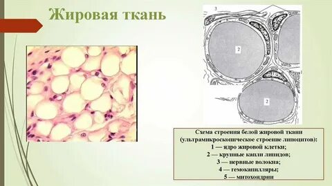 Основные клетки жировой ткани