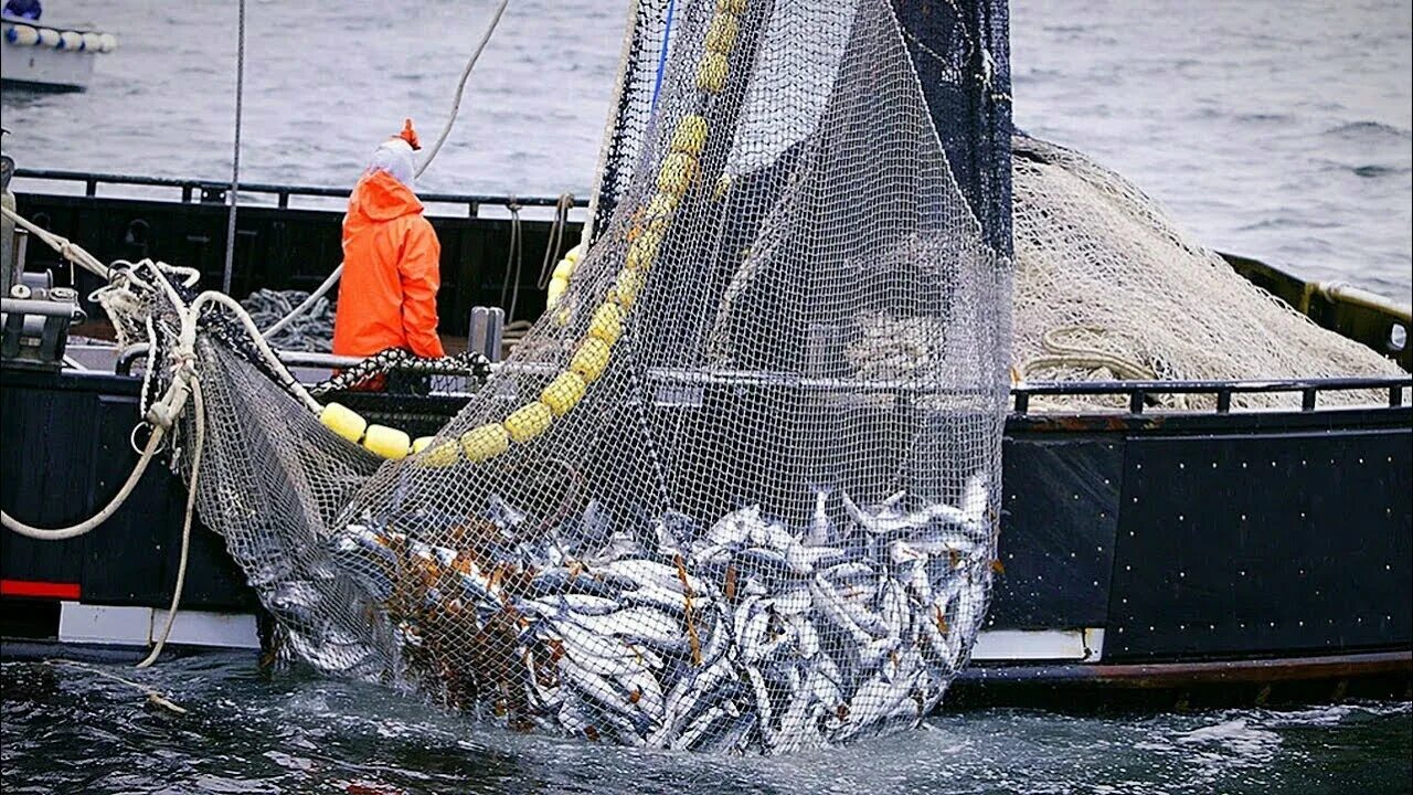 Промысел рыбы. Добыча рыбы. Морское рыболовство. Рыбный промысел. Ловля суда