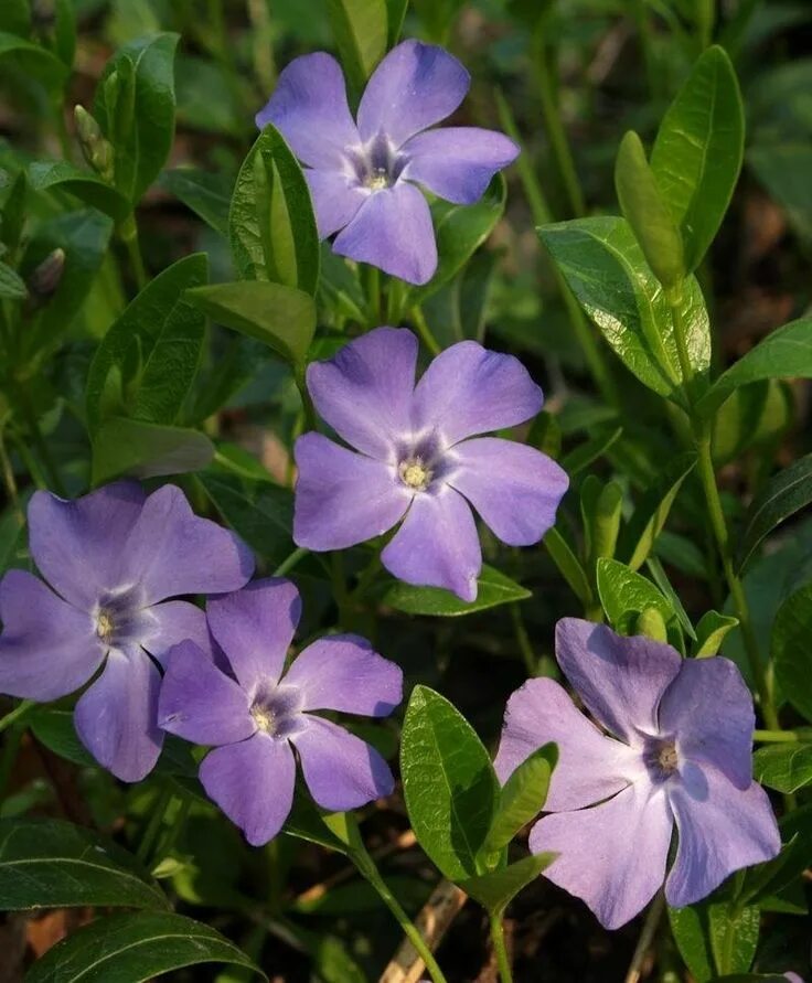 Барвинок. Барвинок малый цветок. Барвинок (Vinca Major, Vinca Minor l). Барвинок малый (Vínca Mínor).