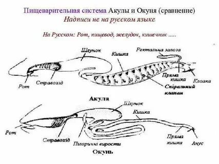 Кишечник у костных