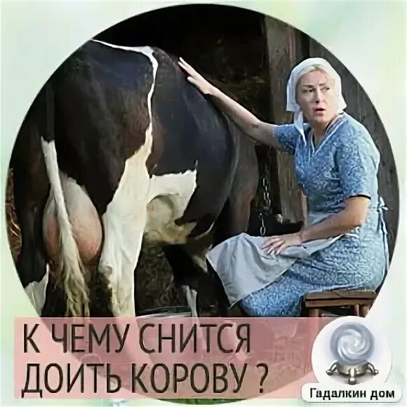 Сон доить корову много молока. Приснилась корова черная женщине к чему. Доение коров. Доить корову во сне к чему снится. К чему снится доить женщину.