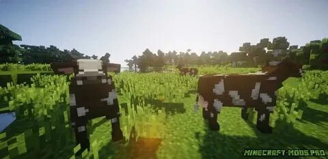 Animals 1.12 2