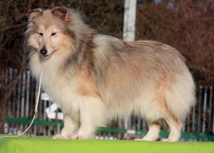 шелти мерль. шелти и чихуахуа. шелти собака питомник графское поместье. из графского поместья питомник шелти. велес из графского поместья шелти.