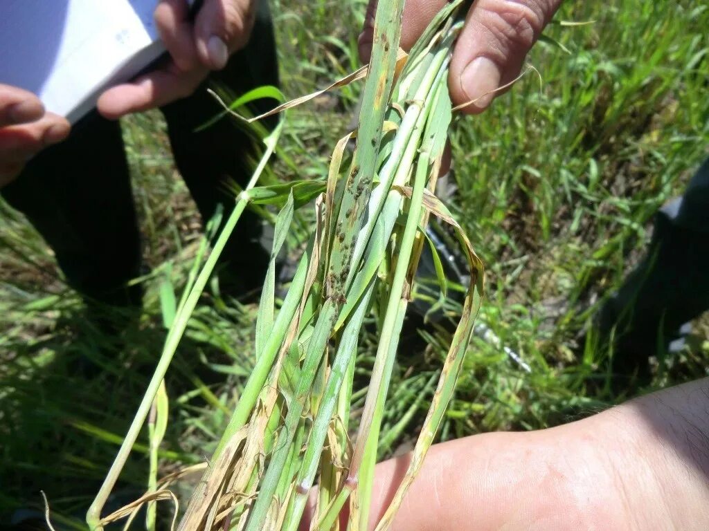 Пшеничный трипс. Haplothrips tritici - трипс пшеничный. Пшеничный трипс на пшенице. Пшеничный трипс на озимой пшенице. Пшеничный трипс меры борьбы.