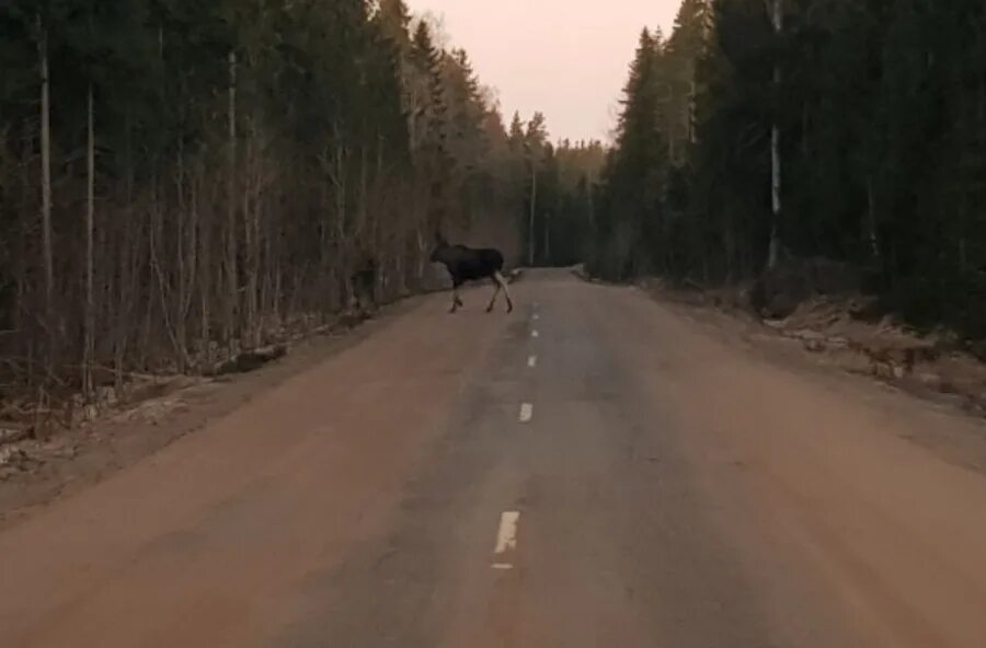 Лось ушел. Лось переходит дорогу.