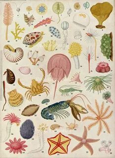 Sea ideas