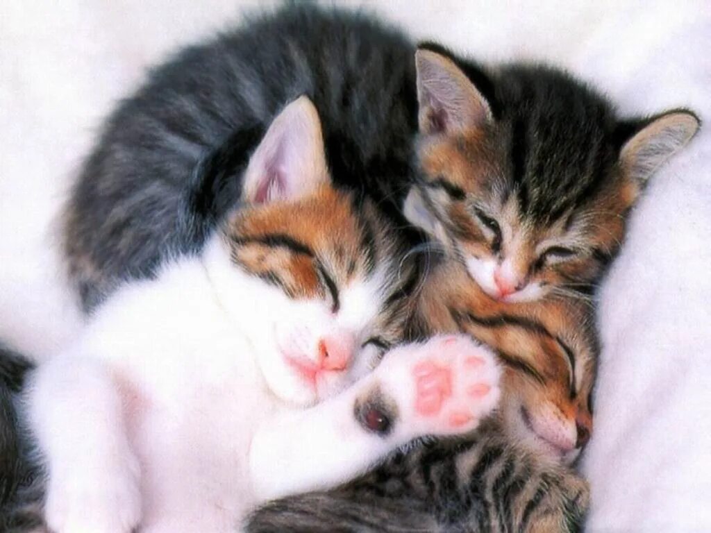 К чему снятся котята маленькие красивые. Милые кошки. Трое котят. Фотографии котят. Котята милашки.