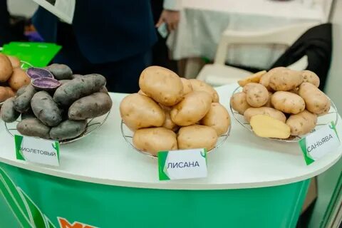 Картофель чувашия