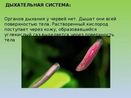 Как дышат плоские черви
