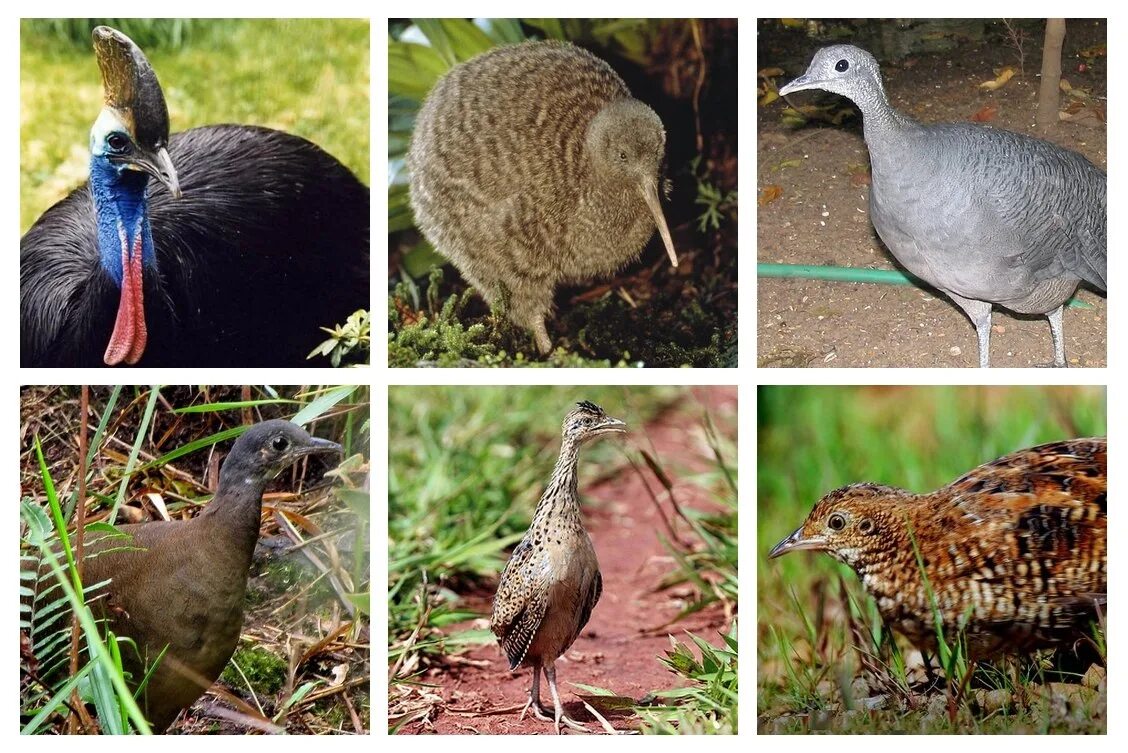 Бескилевая птица 6 букв. Бескилевая птица 6 букв. Страус нанду южной америки. Скрытохвост берлепша. Бескилевая птица 6 букв.