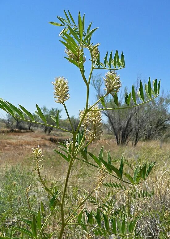 Glycyrrhiza krasnoborovii - Image of an specimen - Plantarium