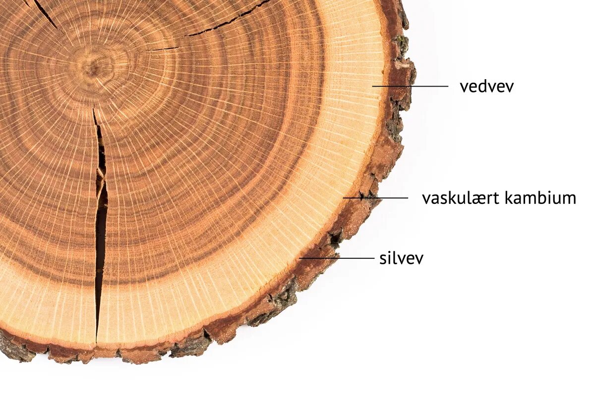 Срез коры камбий древесина. Луб древесина камбий. Срез дерева Луб камбий. Сердцевина дерева.