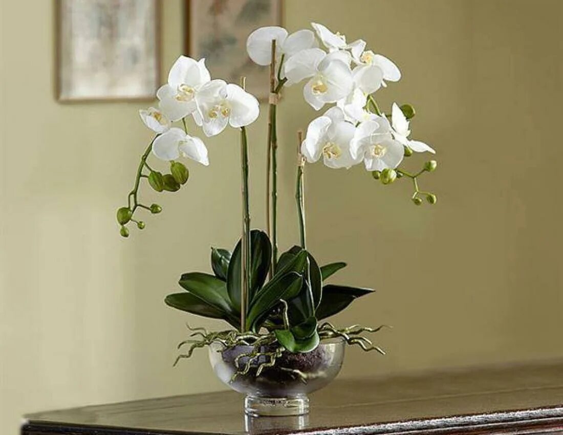 Орхидея живая цветок. Комнатный цветок Орхидея фаленопсис. Орхидея фаленопсис Каскад. Орхидея фаленопсис белая. Фаленопсис Алексия.
