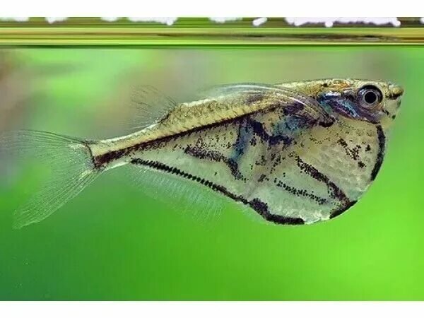 Полосатая карнегиелла (Carnegiella strigata) фото, условия содержания, ареал, кл