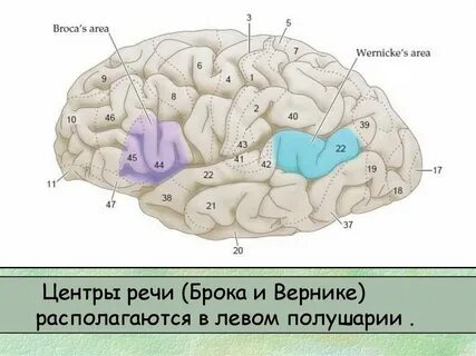 Вторая сигнальная система мозга
