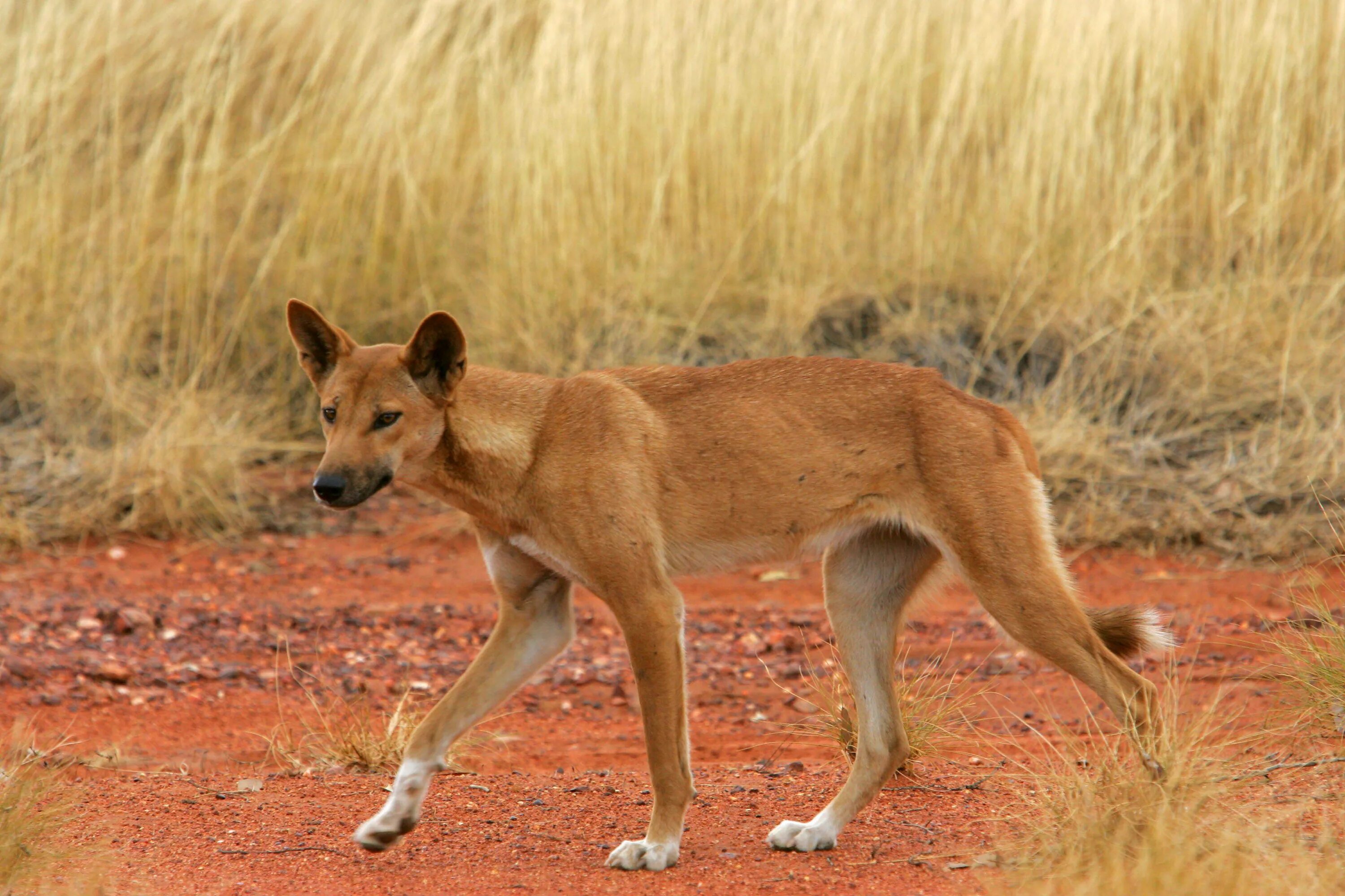 Где живет дикая собака. Собака Динго. Австралийский Динго. Собака Динго в Австралии. Собака Динго - эндемик?.