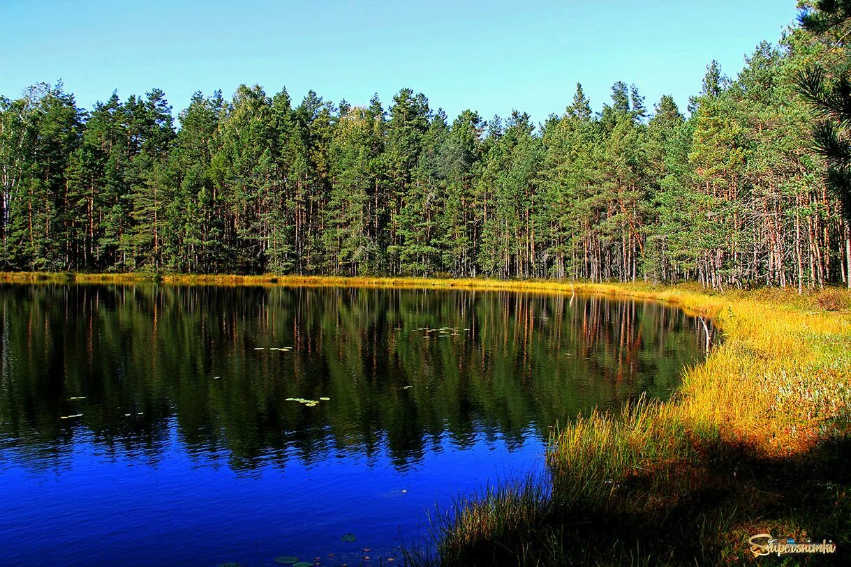 Самаровское озеро в Королеве. Озеро Горелое Курган. Озеро Горелое Московская область Хотьково. Озеро Горелое Нижегородской области. Скупые озерца