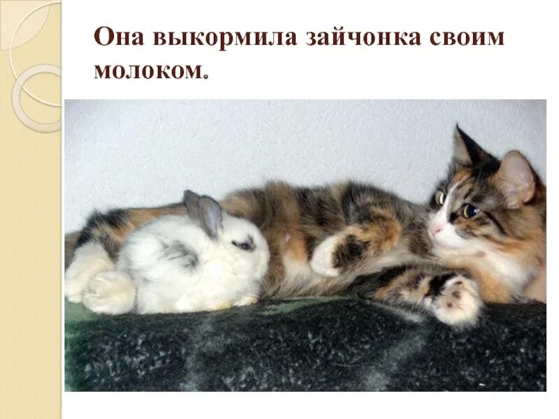 Кошкин выкормыш. Бианки кошкин выкормыш. она выкормила зайчонка своим молоком.. кошкин выкормыш рассказ.