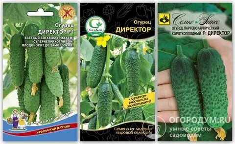Сорт огурцов директор описание сорта