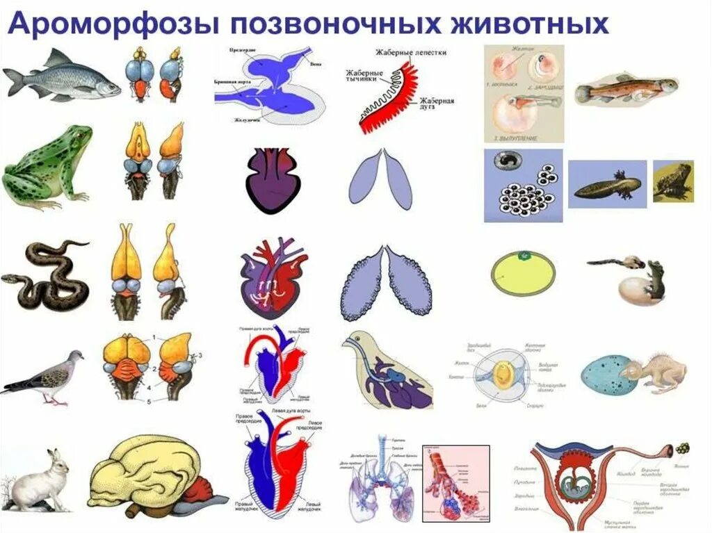 Легкие классов позвоночных. Эволюция систем органов позвоночных животных. Эволюция систем органов хордовых животных. Ароморфозы животных таблица по типам. Ароморфозы в эволюции животных.