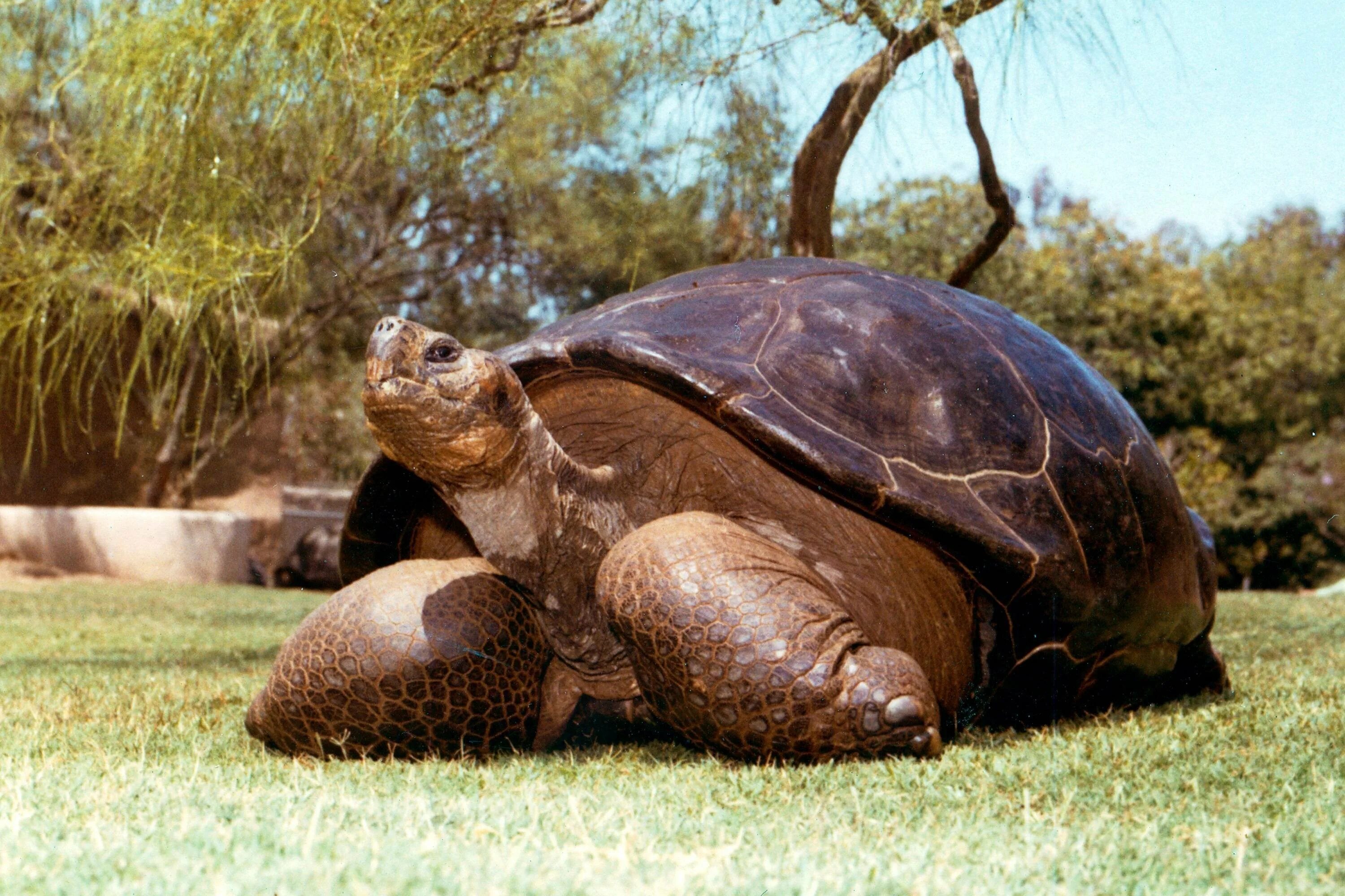 Черепаха в жизни человека. Гигантская черепаха Альдабра. Гигантская кожистая черепаха. Гигантская слоновая черепаха. Самая большая слоновая черепаха.