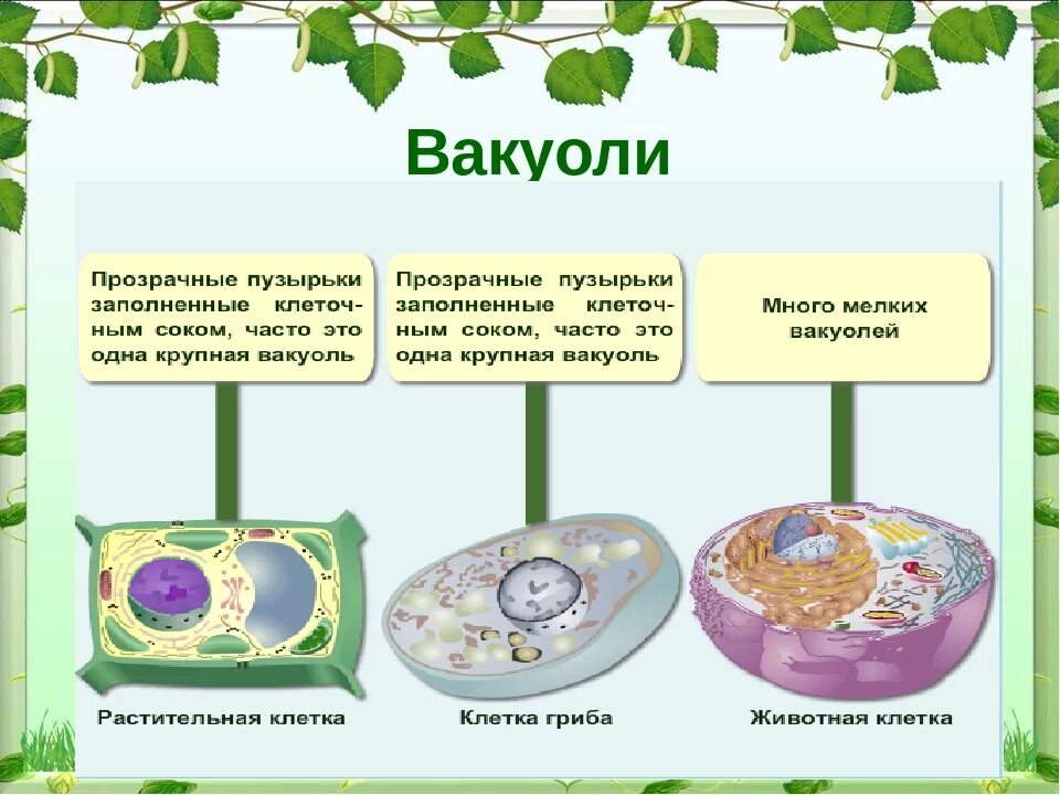 Содержится в клетках растений и животных