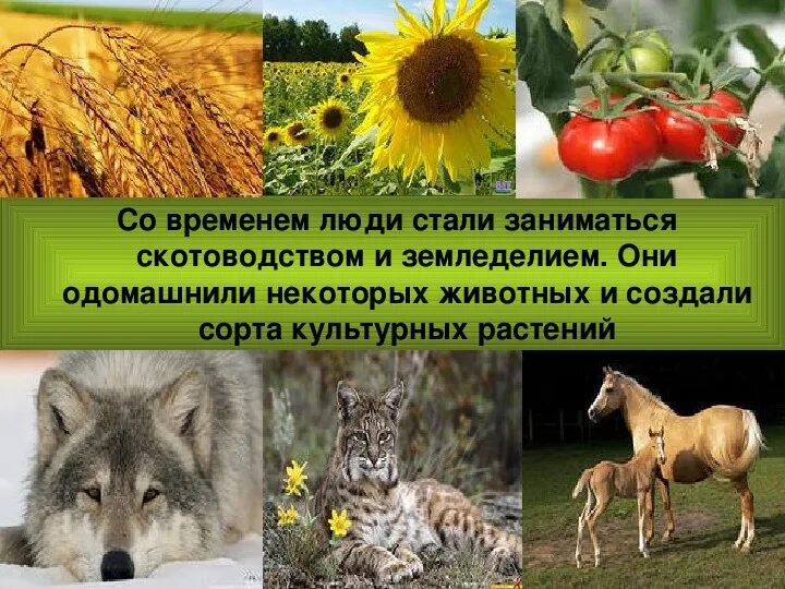 Как человек менял природу. Как человек менял природу