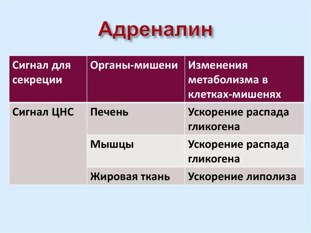 Клетки органы мишени. Механизм действия адреналина на клетки мишени. Адреналин органы мишени. Адреналин и норадреналин органы мишени. Норадреналин клетки мишени.