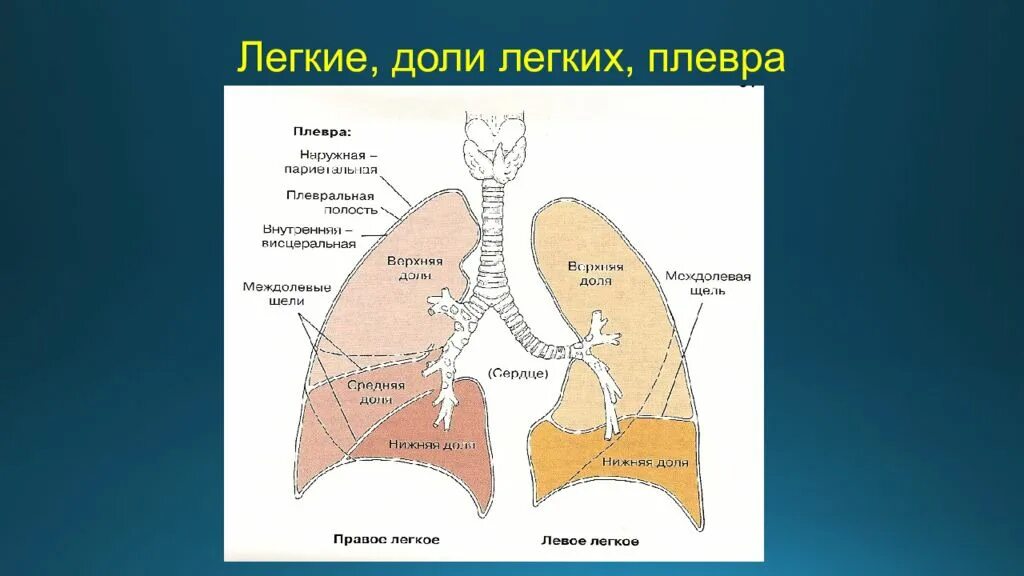 Размеры долей легкого. Доли легкого легочная плевра. Легкие деление на доли. Схема строения легких. Строение легких доли.