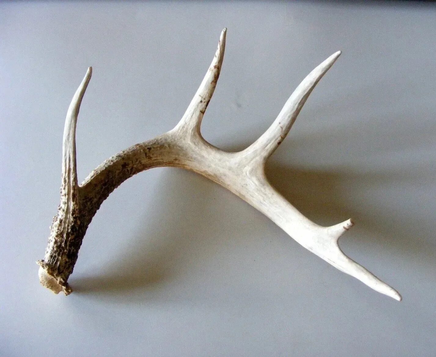 Как выглядит рог. Оленьи рога / antlers. оленьи рога маленькие. рожки оленя. рога оленя маленькие.