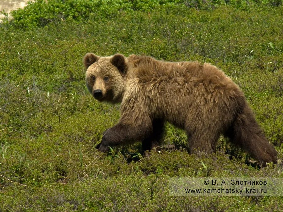 Физиологический бурый медведь