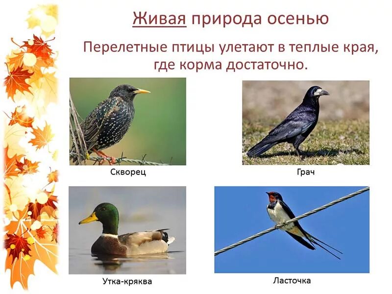 Перелетные птицы для детей подготовительной группы. Перелетные птицы. перелетные птицы для дошкольников. перелетные птицы старшая группа. изображение перелетных птиц для детей.