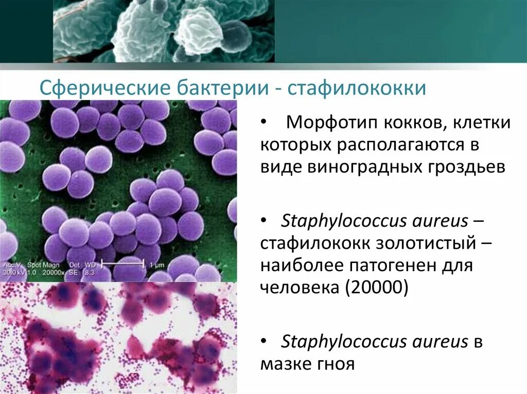 Виноградная гроздь грамположительные кокки стафилококки. Бактерии шаровидной формы кокки. S. aureus золотистый стафилококк. Морфотип стафилококк.