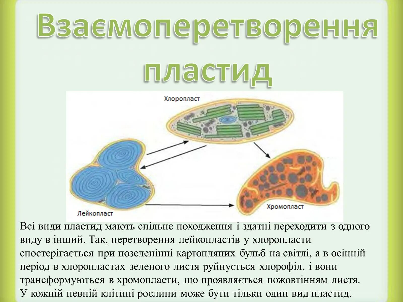 Пластиды хлоропласт хромопласт лейкопласт. Превращение лейкопластов в хлоропласты. Лейкопласты строение. Пластиды строение и функции. Пластиды. Происхождение пластид.