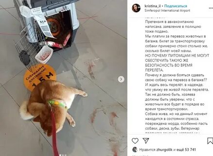 Платить за собаку