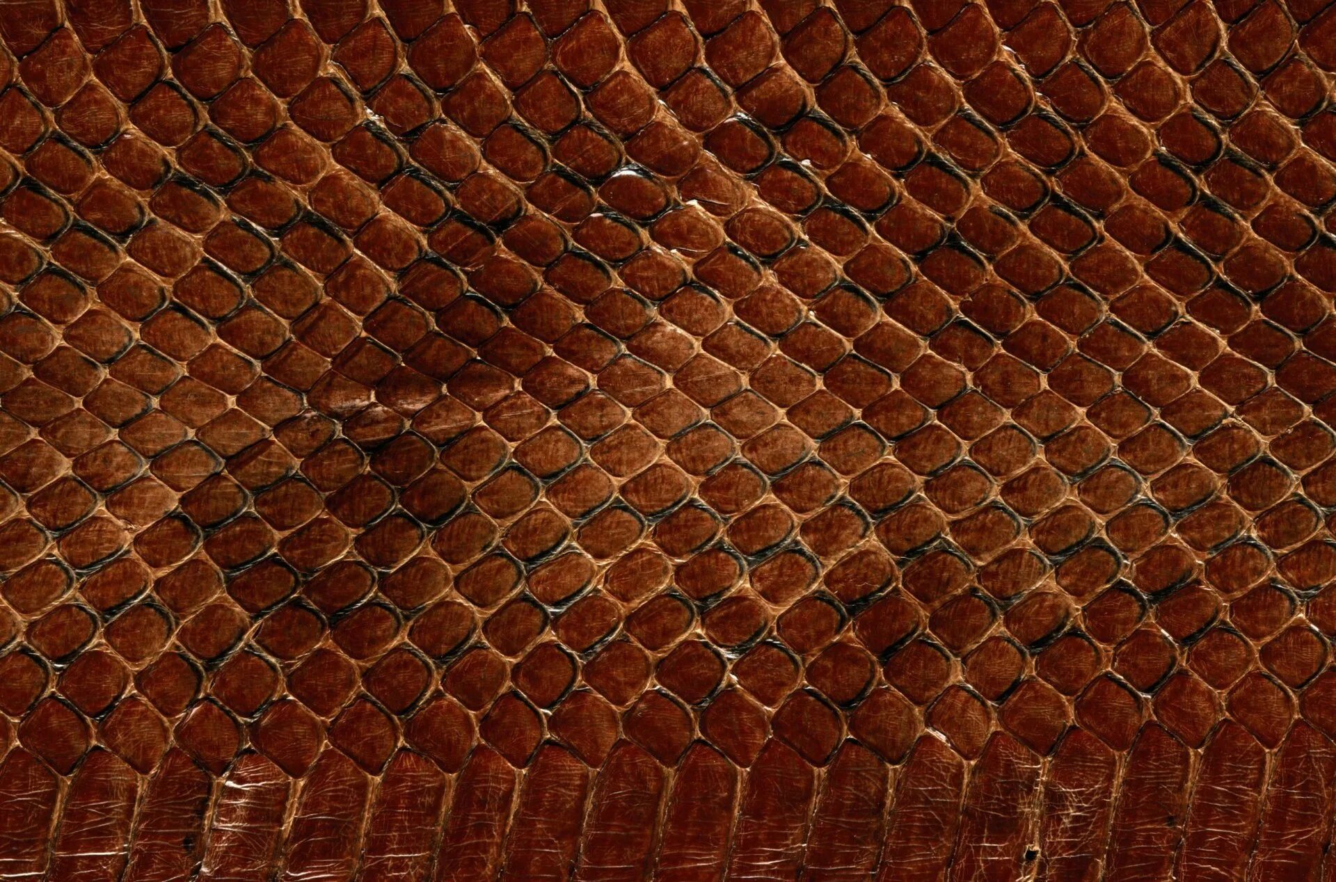 Выделенная кожа животных. Змеиная кожа (2001)snakeskin. dragon skin – «шкура дракона». чешуя питона. чешуя дракона бесшовка.