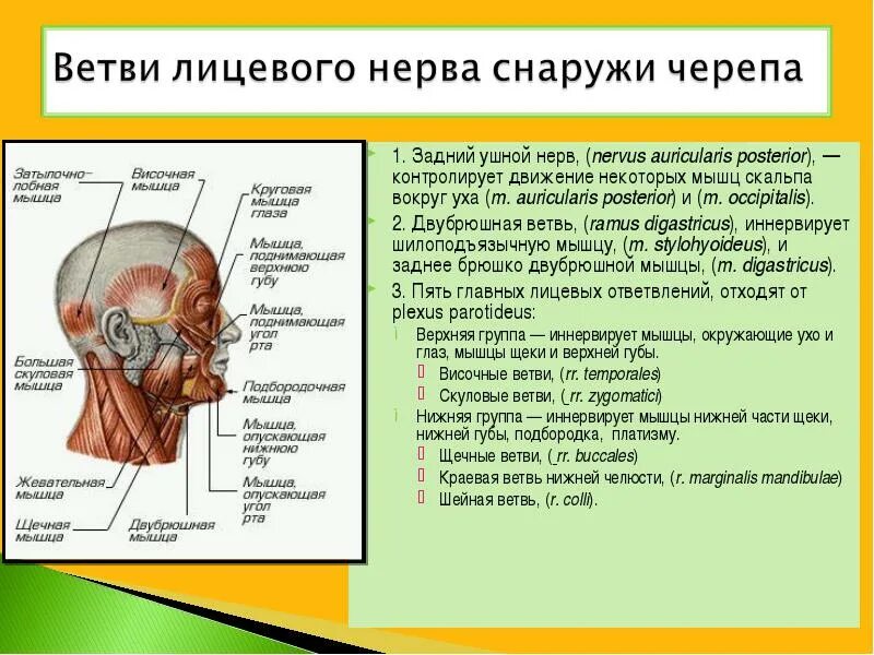 Лицевой черепно мозговой нерв. Иннервация кожи лица анатомия. Иннервация жевательных мышц лица. Иннервация мышц лица анатомия. Лицевой нерв топографическая анатомия.