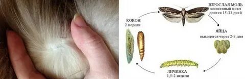 Моли после