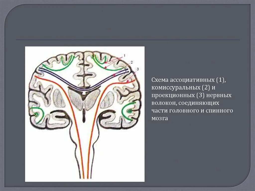 Проводящие системы головного мозга. Проекционные комиссуральные волокна и ассоциативные волокна. Комиссуральные ассоциативные и проекционные волокна головного мозга. Ассоциативные проводящие пути головного мозга. Проекционные ассоциативные комиссуральные волокна конечного мозга.