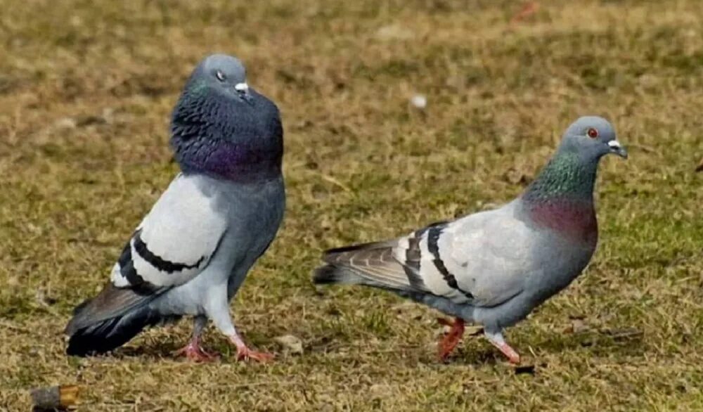 Голубь самец и самка. Отличие голубей. Горлица отличие от голубя. Горлица самец. Белый голубь самка.