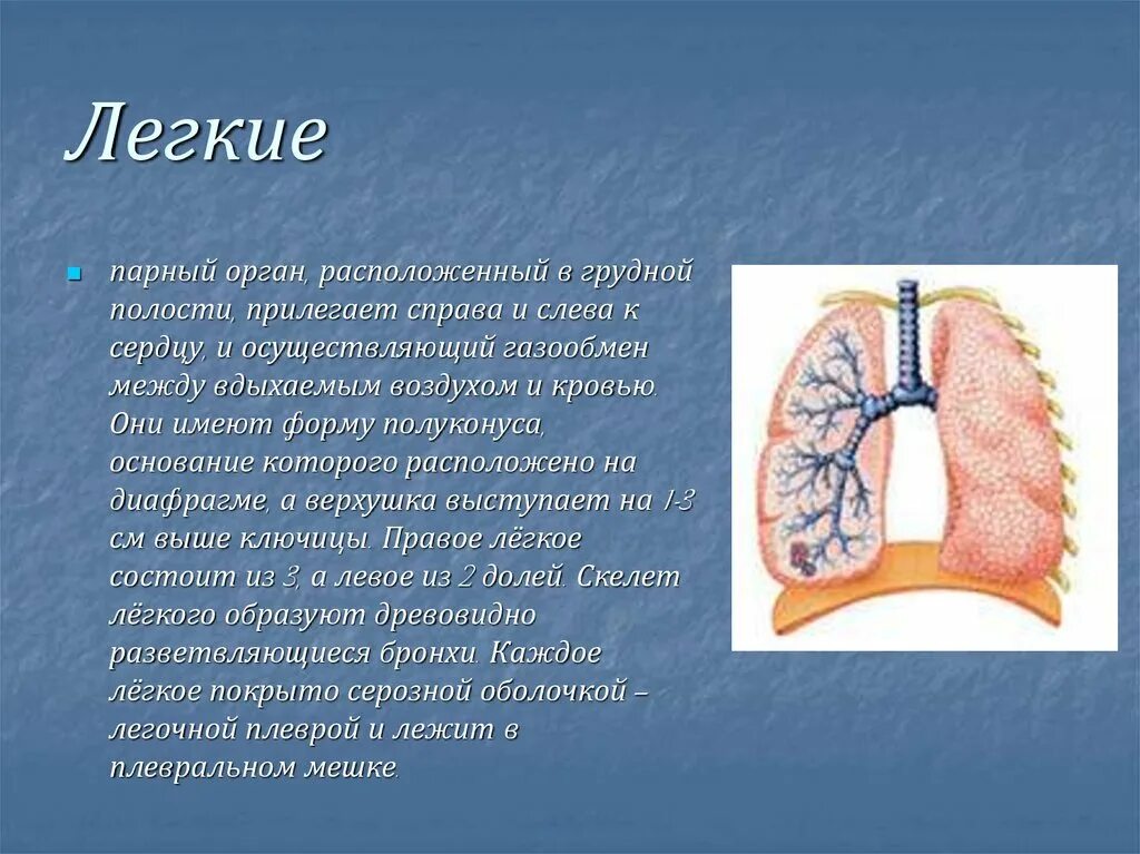 Легкие. Легкие расположены. Органы человека легкие.