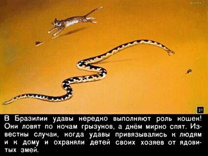 Загадка рыба в море а хвост