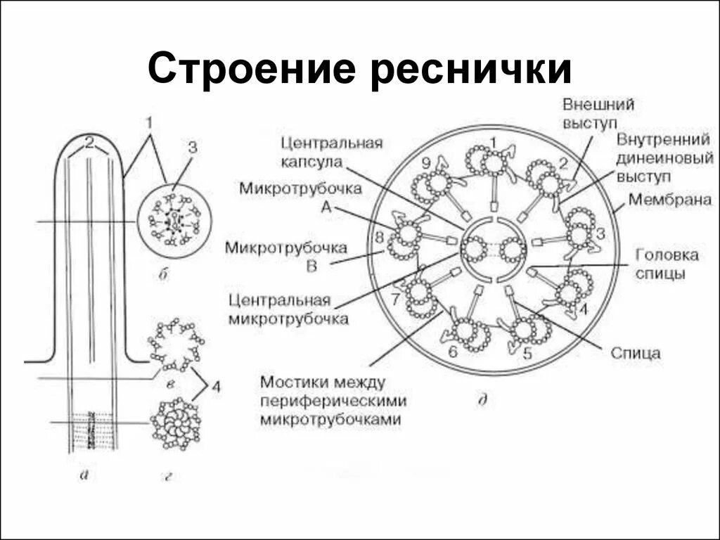 Реснички строение. Схематическое изображение поперечного сечения микротрубочек. схема строения ресничек и жгутиков. базальное тельце жгутика строение. схема строения микротрубочки гистология.