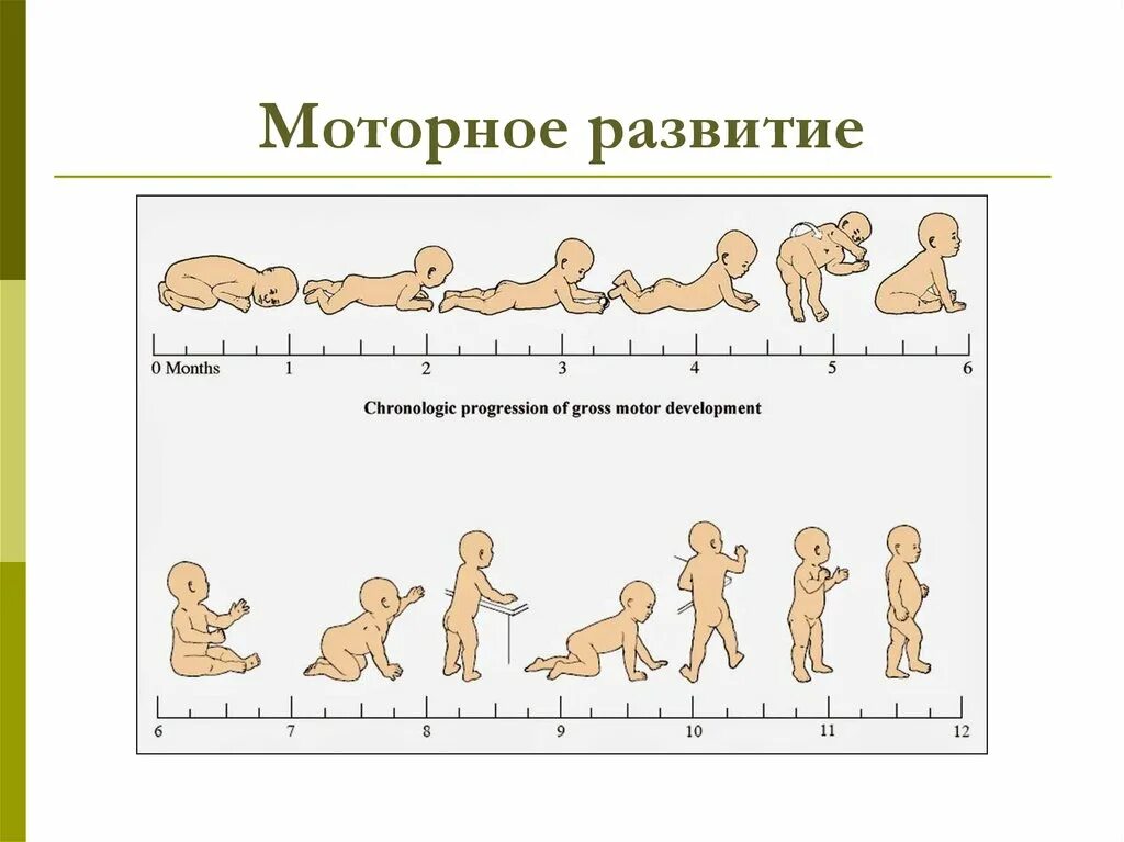 Поэтапное развитие ребенка. Моторное развитие. Этапы моторного развития. Фазы моторного развития до года. Изображение моторного развития ребенка.